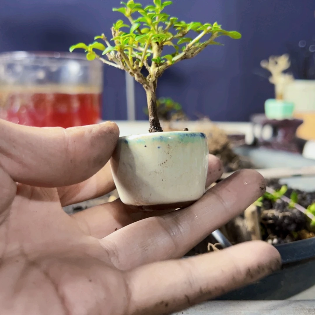 无花朵盆景111111111