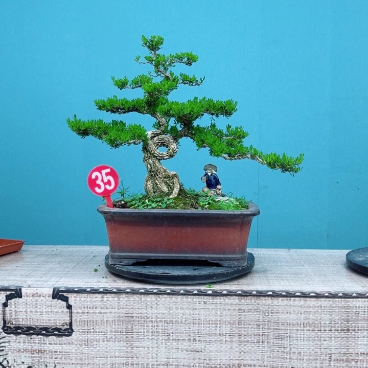 无花朵精品黄杨老桩