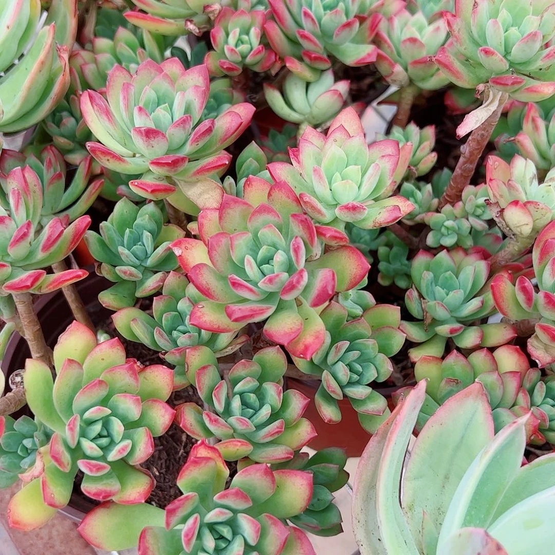 红稚莲多头造型精控二盆