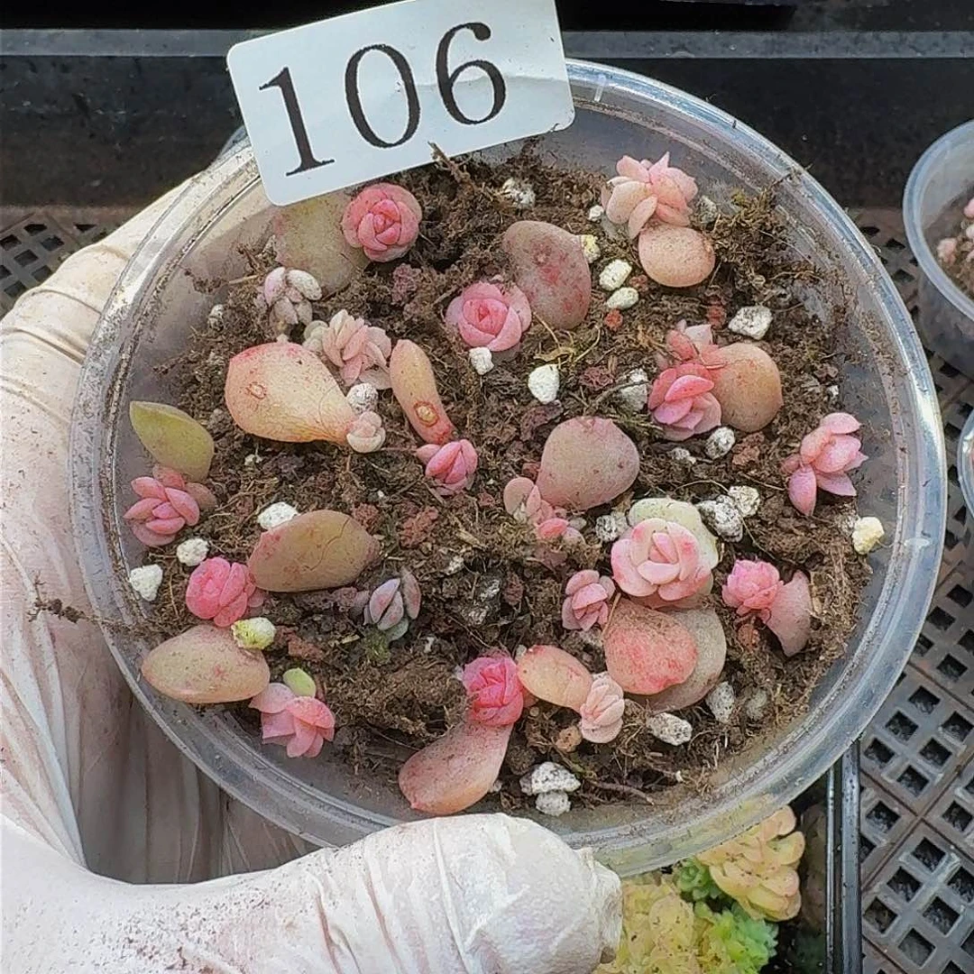 多肉植物多肉植物106