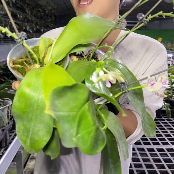 完全开放盾交蘑菇头