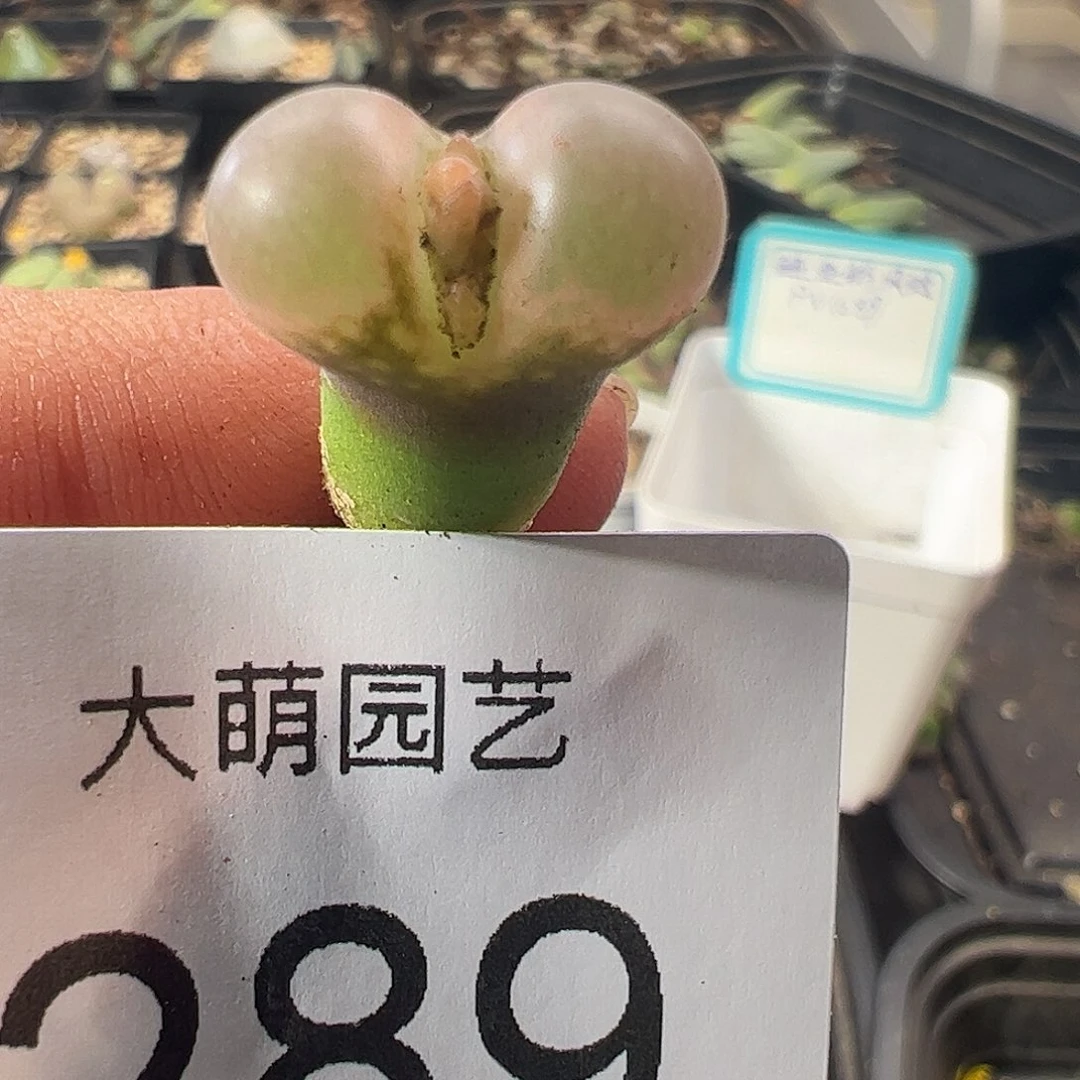 一物一拍正版PV1089鲑鱼粉。289