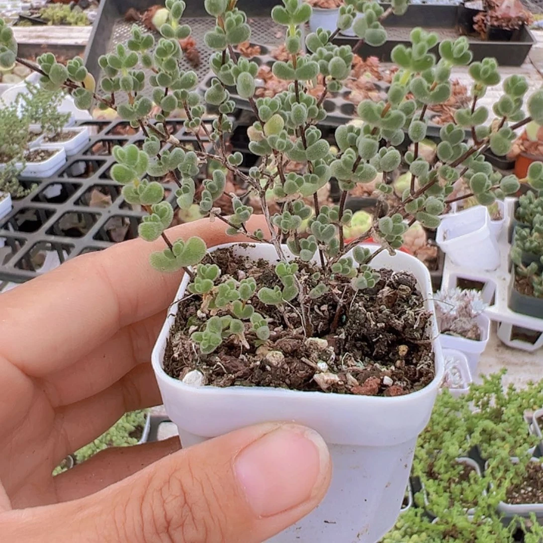 莱斯枝干19包邮多肉