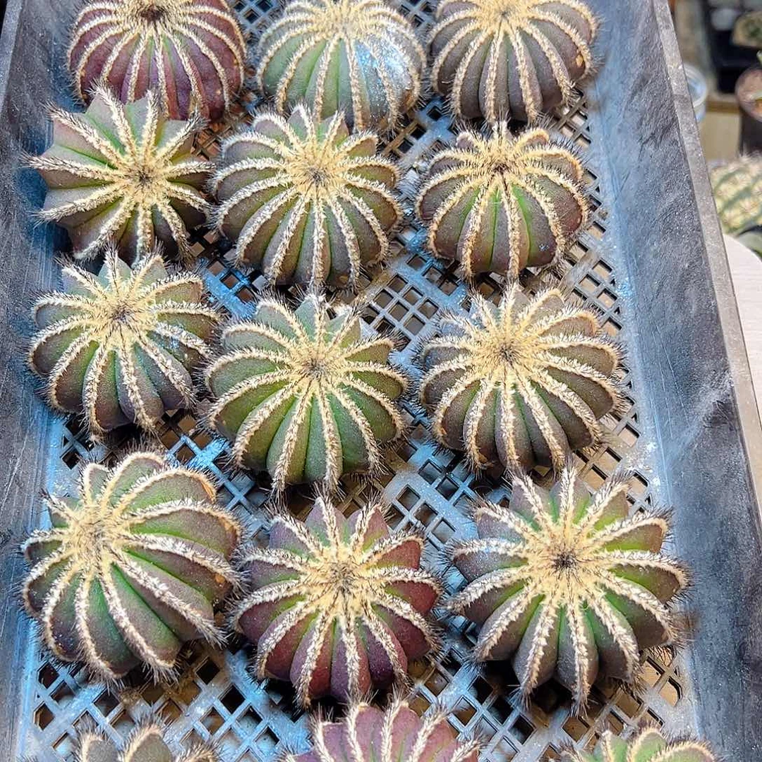 自刺紫皮尤伯球含刺7公分无根平切小老皮