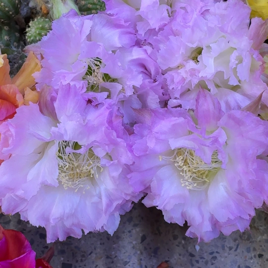 38彩草新粉洛歪4公分左右无敌侧牙，20包邮