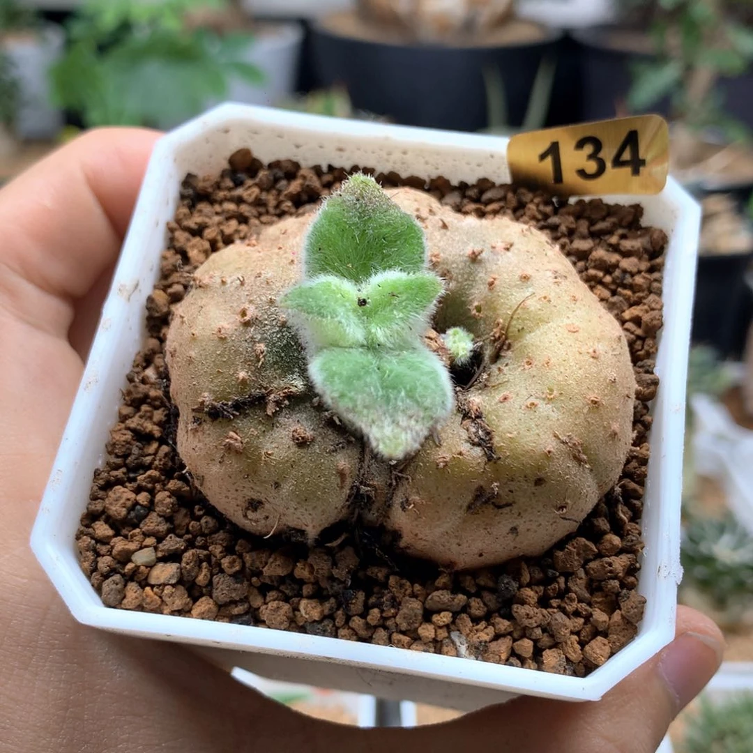 红花断崖王子带盆发货
