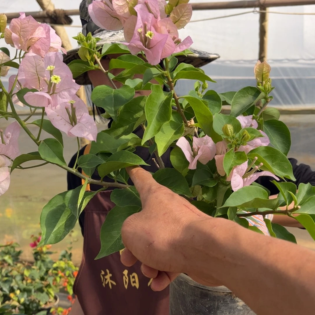 全部花苞（国际粉）三角梅会落花落叶会光杆苗有大有小