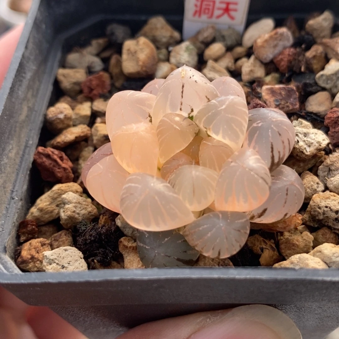 76姬玉露锦一物一拍