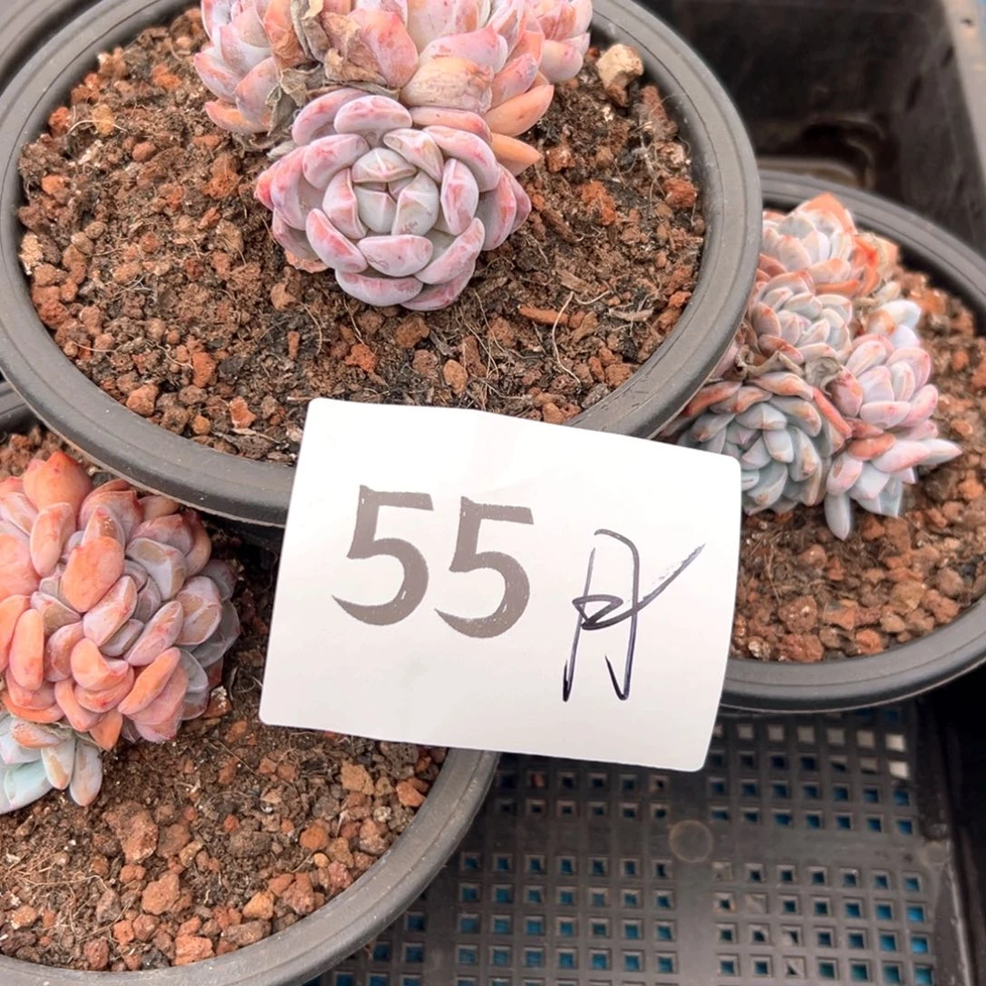 月*55/）喜欢吃v后悔不及