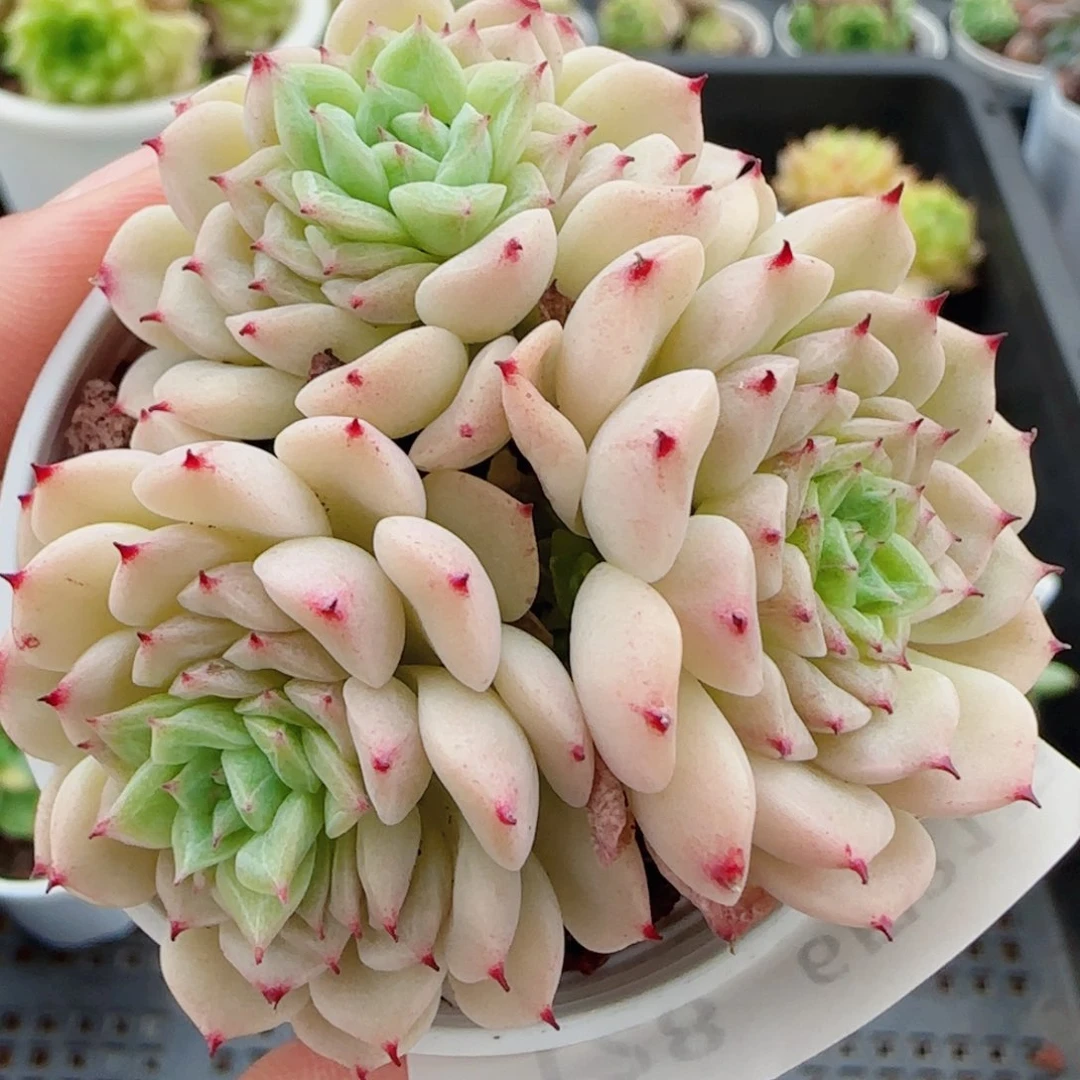 花语逸镜0621-128福利散