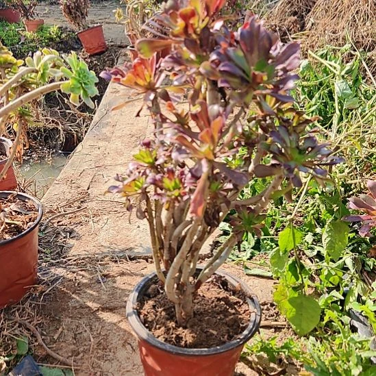 黑法师加急发货30