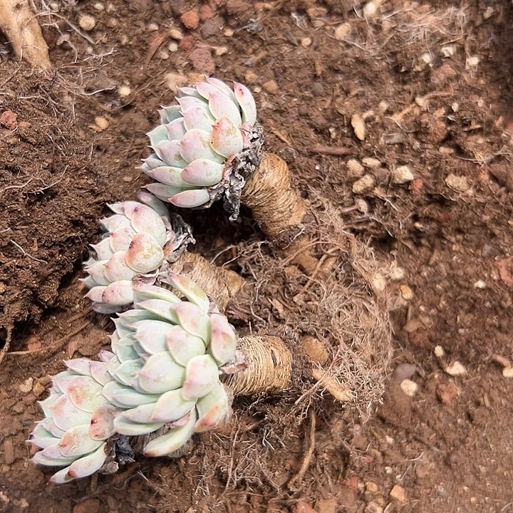 无花朵白色纸风车。