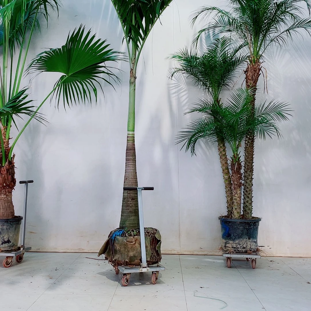 无花朵心****玉8899899989