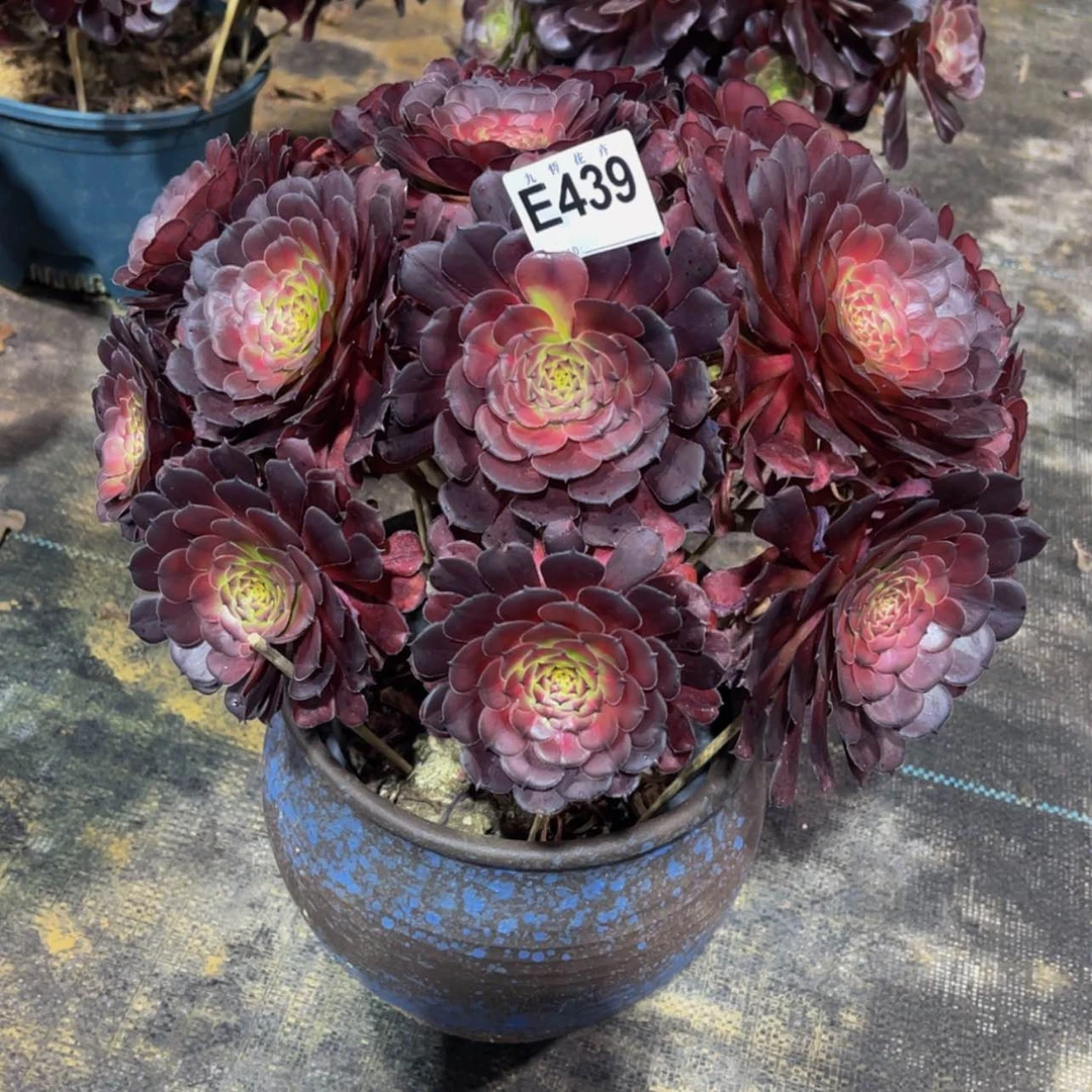 【闪购商品】43900