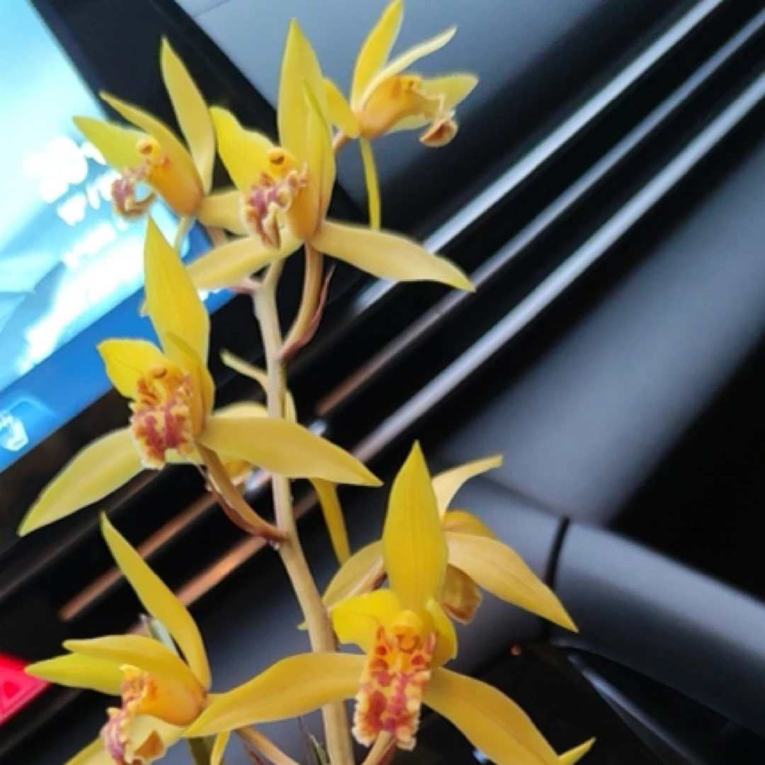 直播间专用一物一拍（请勿私拍）蕙兰绿植浓香兰花观赏植物