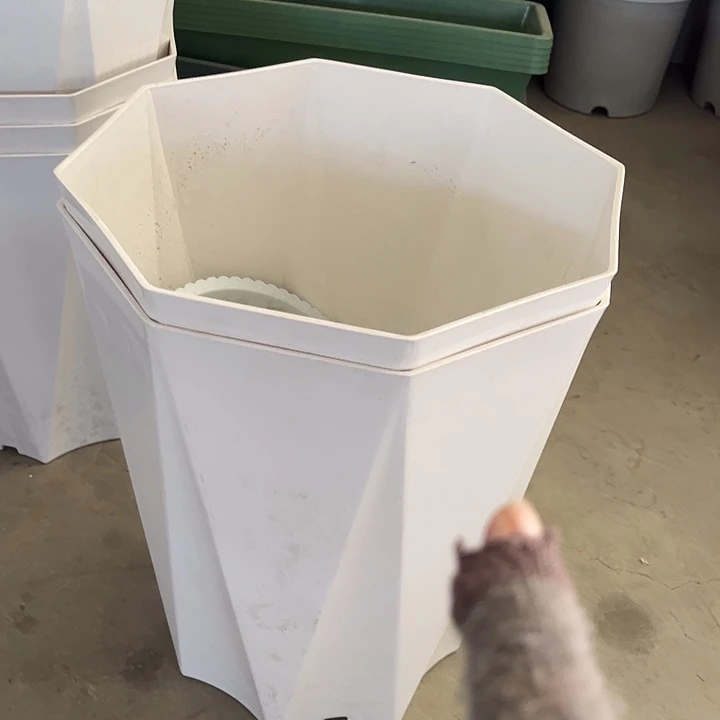 瑕疵白盆2个加托菱形的