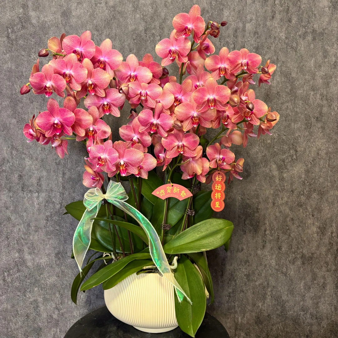 【三文鱼-蝴蝶兰】年宵花 中式 禅意 轻奢 绿植 室内懒人观赏花卉