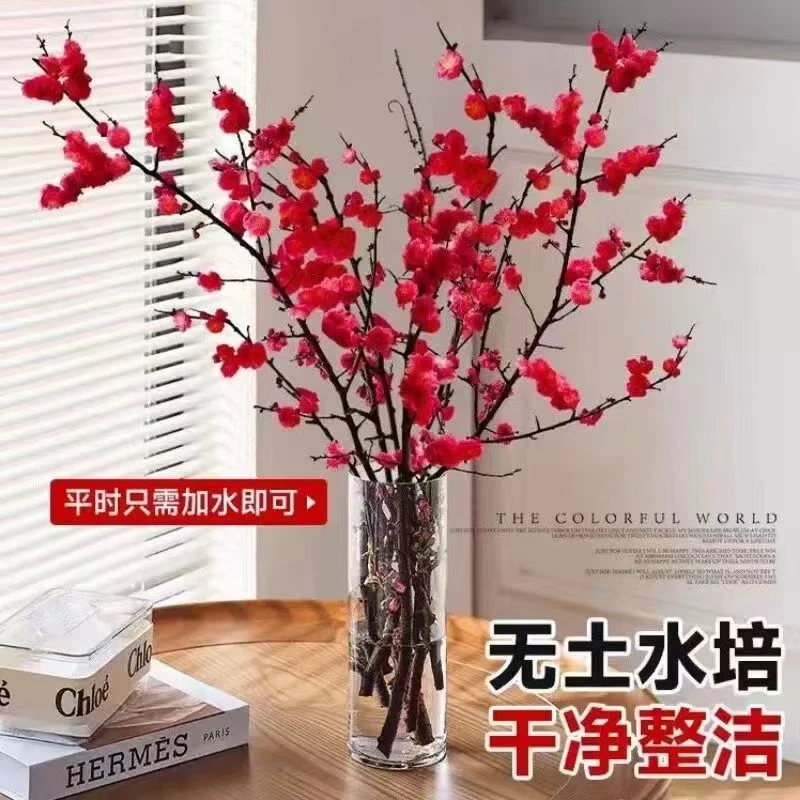 【水培梅花枝】遇水开花鲜枝浓香型带花苞室内耐寒花卉绿植冬季
