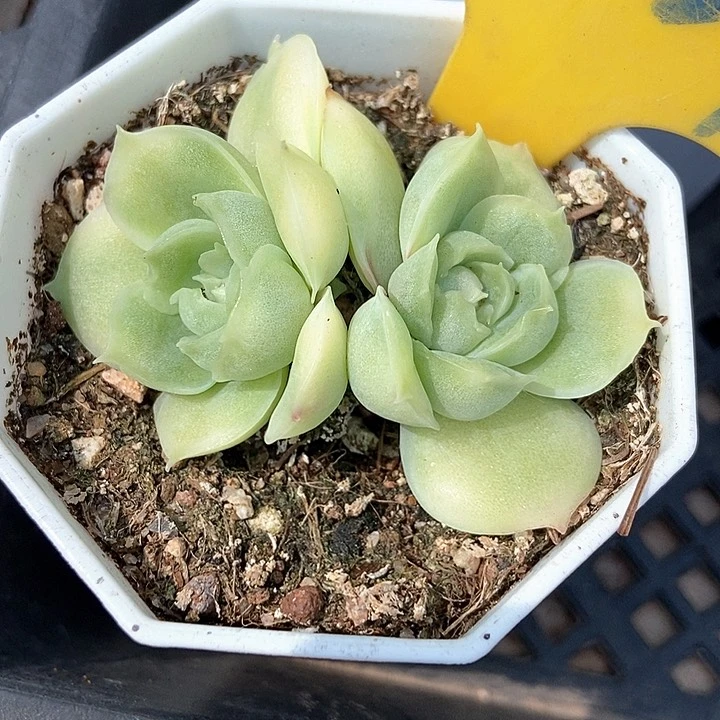 多肉植物虾饺934