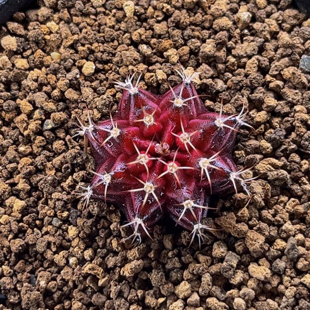 红宝石之心实生 米哈仙人球