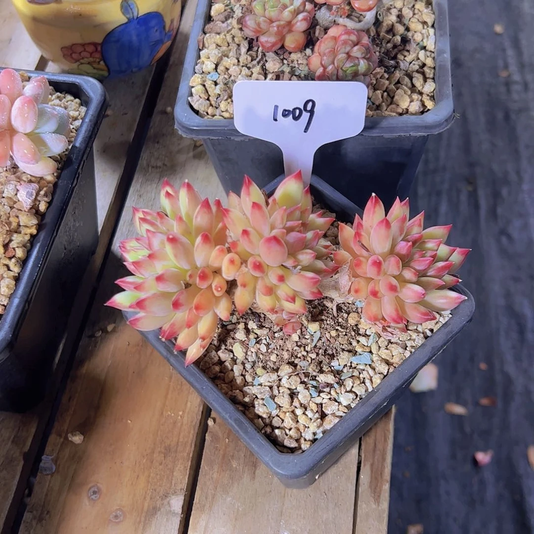 想**71009二代鱼88。。