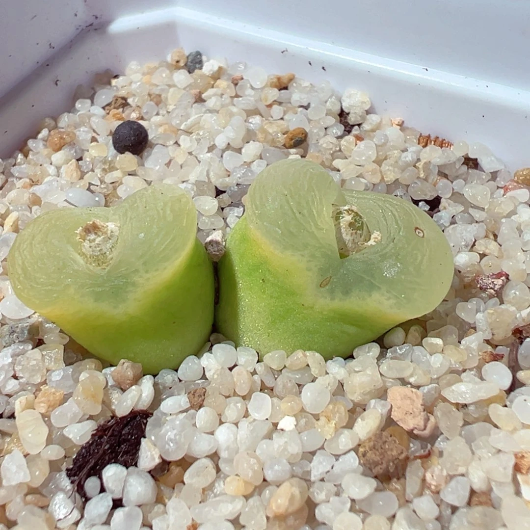 1214-157多肉多日o泡