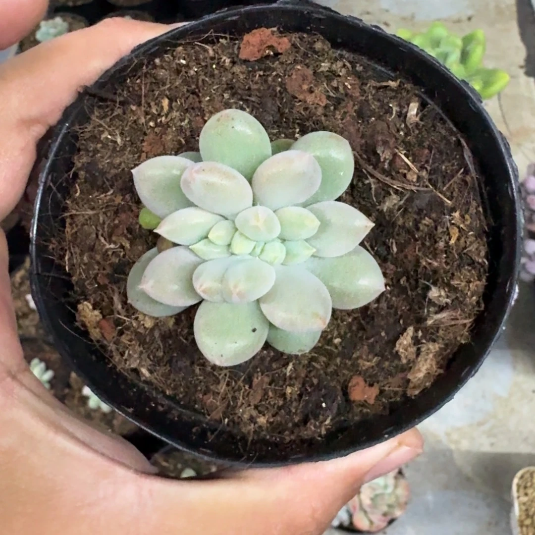 黄胖体 哥特 缀化 叶插 一物一拍