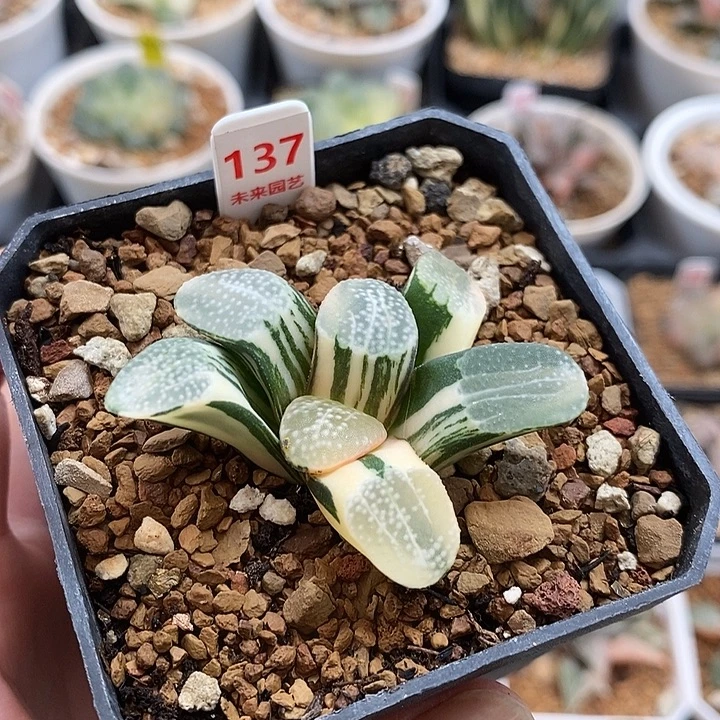 137点点寿一物一拍
