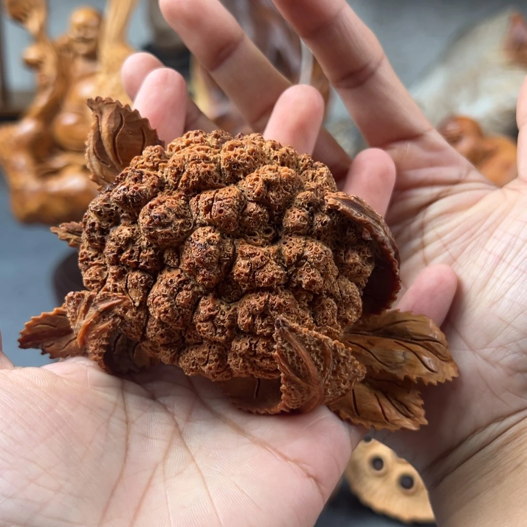 柏木（崖柏）崖柏太行山脉