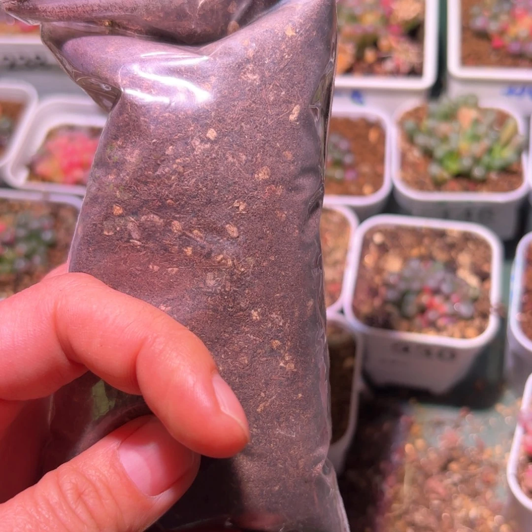祁5包专用成株土多肉植物