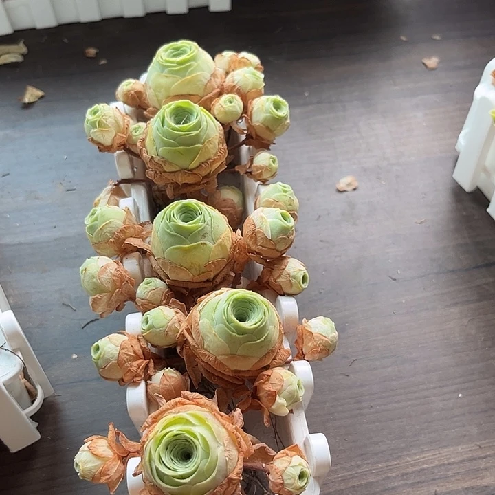 小玉玫瑰带崽5个带长盒