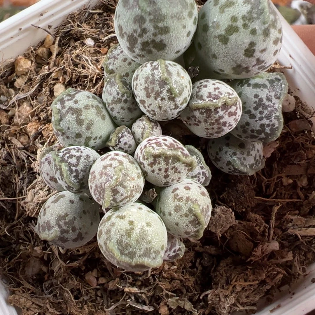 达摩海豹多肉植物水泡