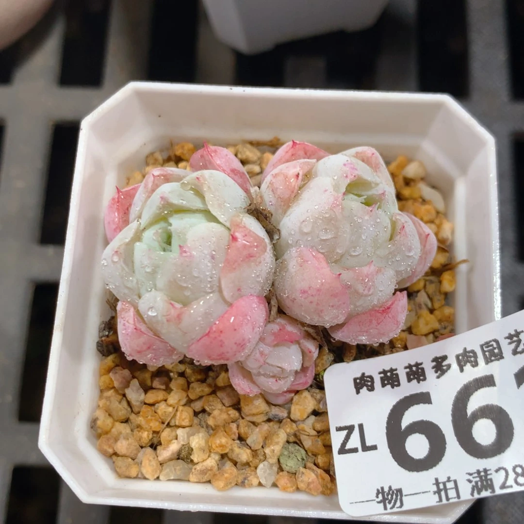 5CM拇指盆精控多肉ZL662