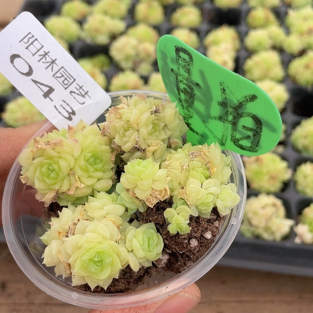 量拍肉植物多肉植物43