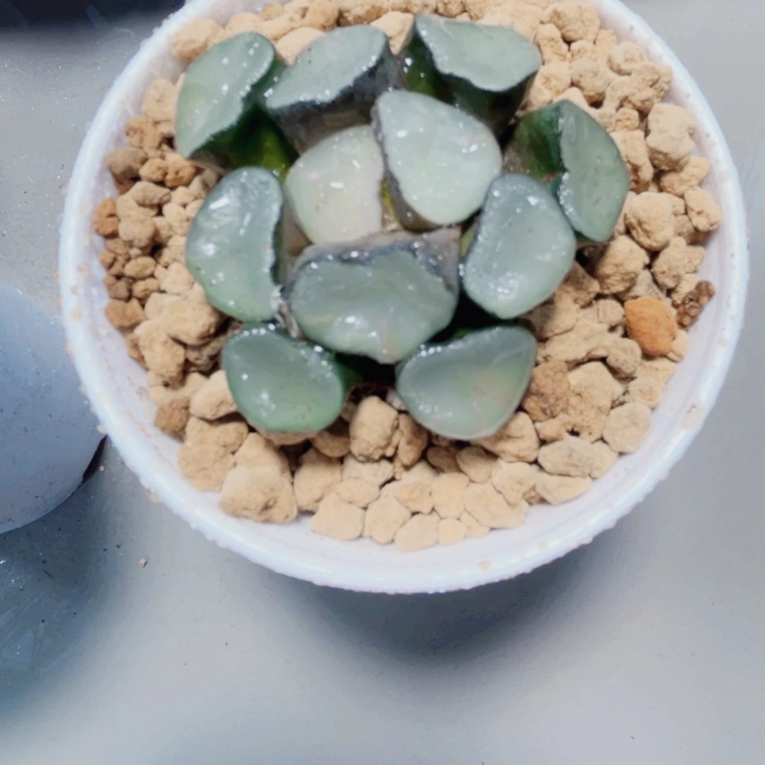 空门万象多肉植物6666