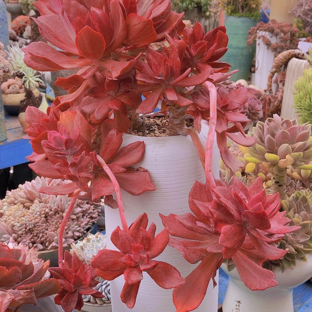 多肉老桩多肉老桩