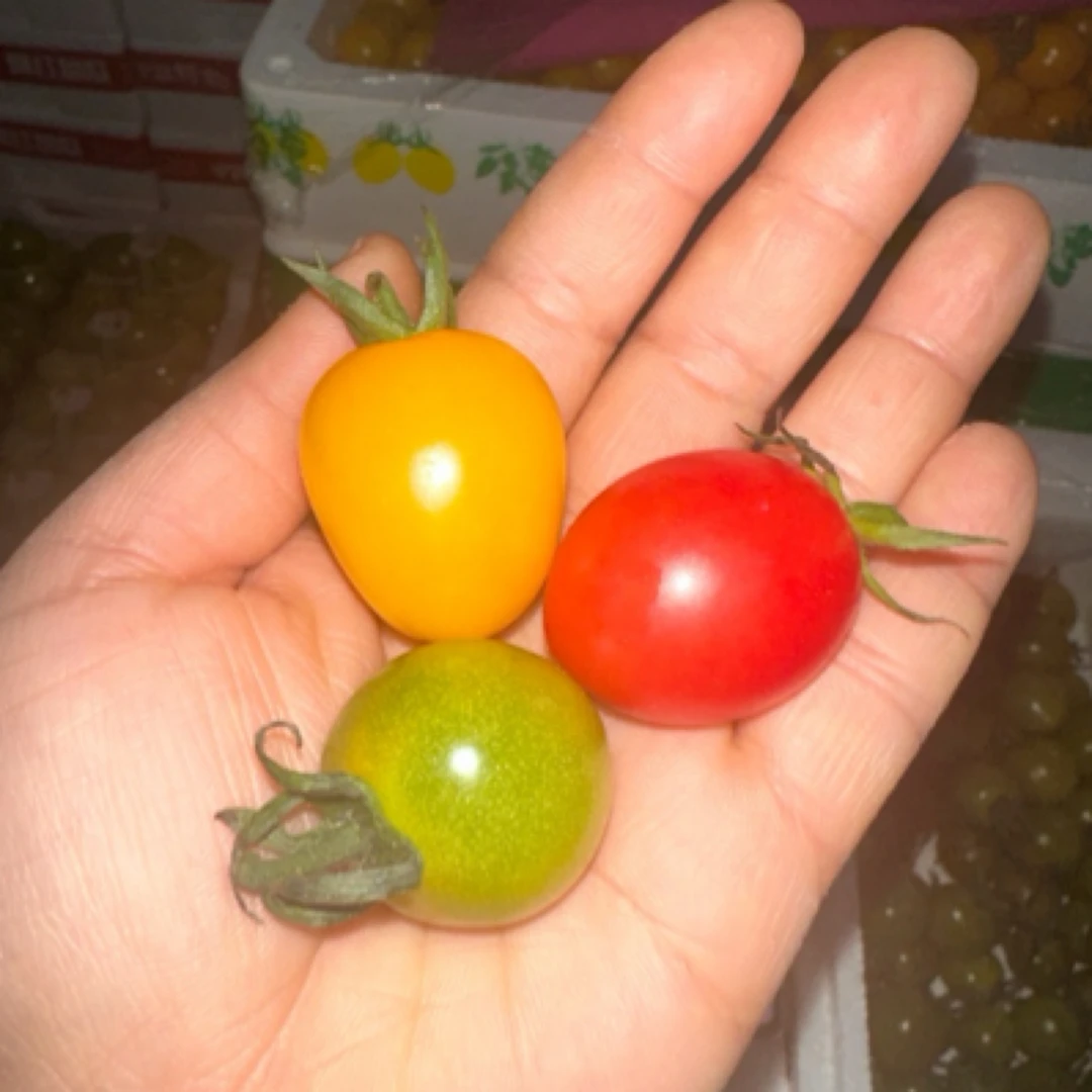 三色小番茄，500克