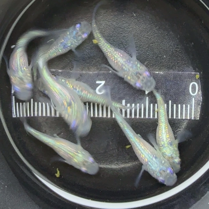 青鳉鱼短体蓝宝石1号