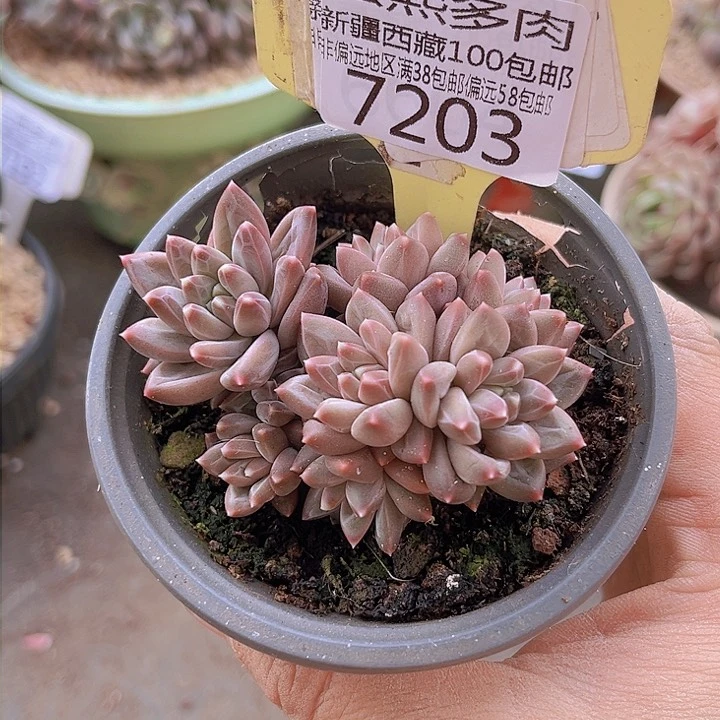 7203青花瓷。
