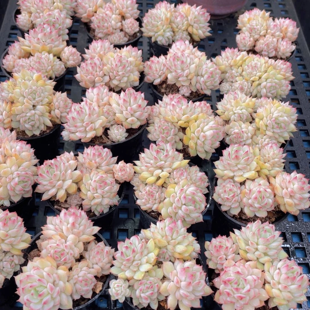 量拍53号白底小乔群生两个