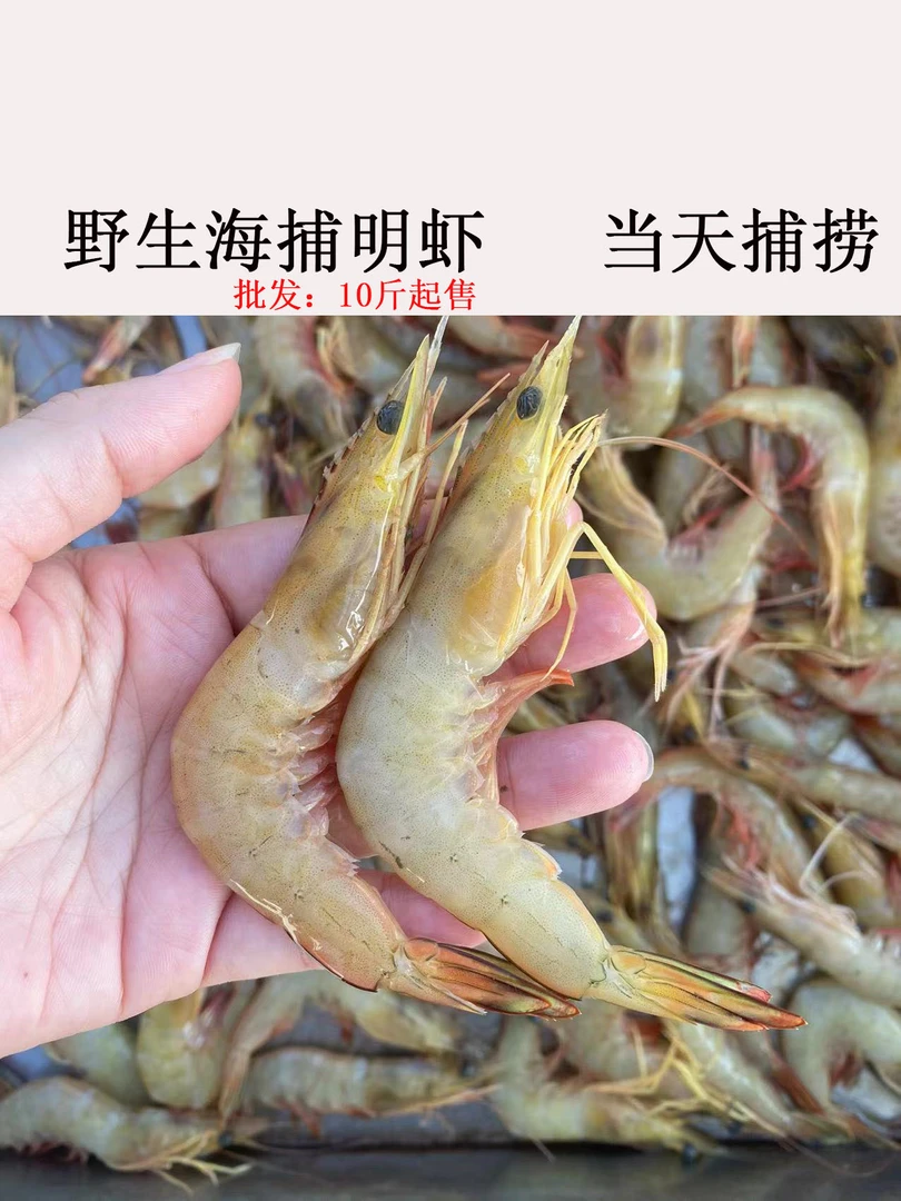 10斤 野生海捕明虾  20-25只/斤  速冻发货