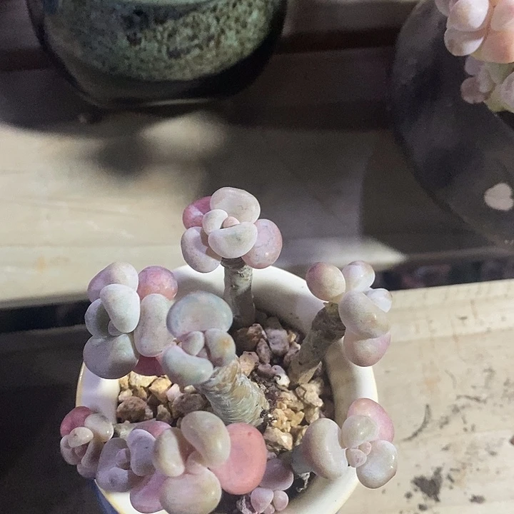 胭脂精品多肉洛神009