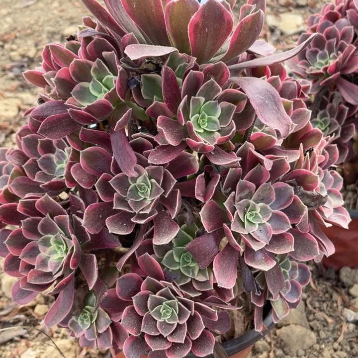 无花朵781多肉植物金丝雀