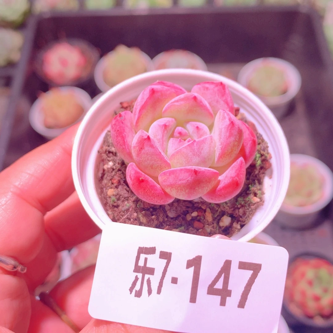 乐然7-147 新品单头