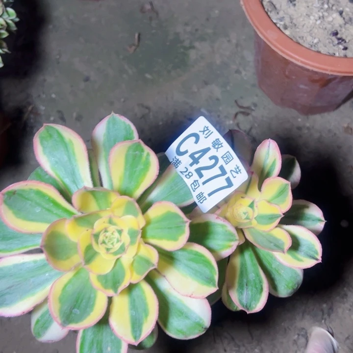 4277多肉植物法师法师