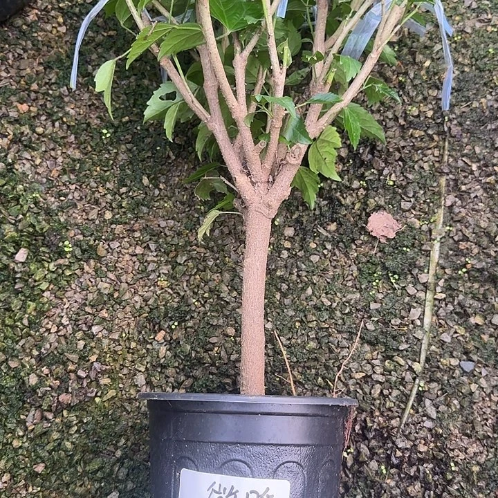 微***暖完全开放木槿花北京黄