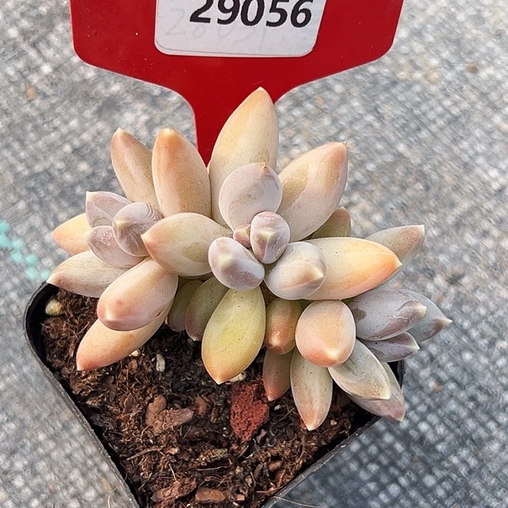 默***默糖心      29056号