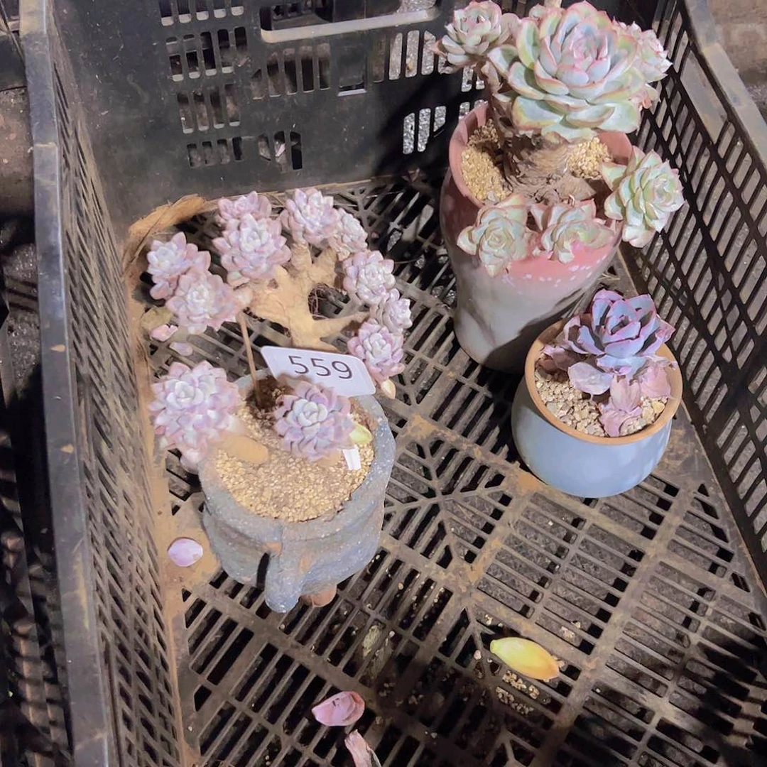 A****559小树缀128元元元