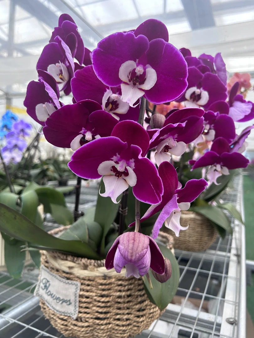 米歇尔蝴蝶兰 3.5寸 以直播间展示为准