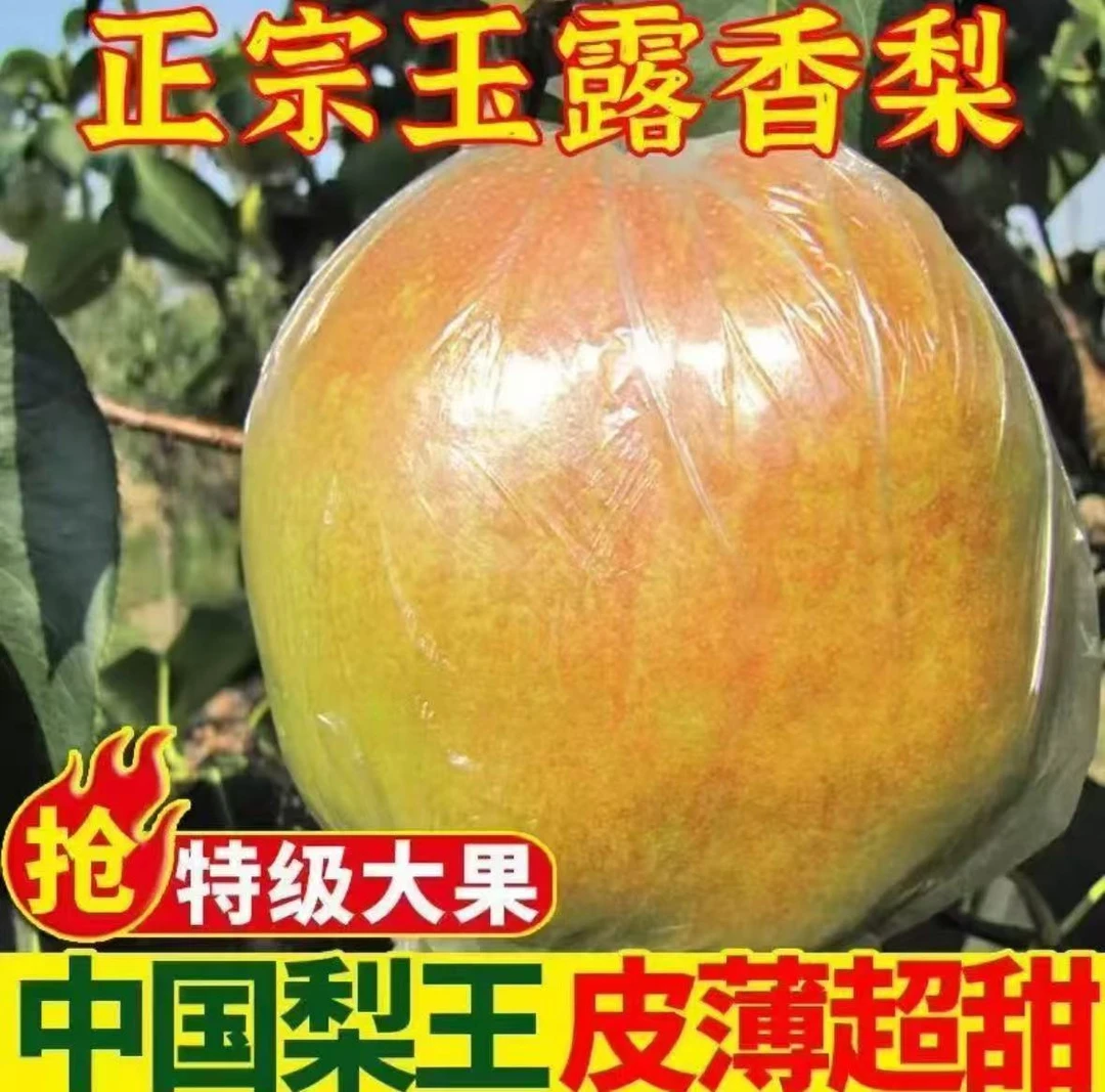 山西雨露香梨当季新鲜水果汁水丰盈饱满头茬大果精品脆甜爆汁口感